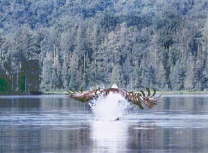 bald eagle